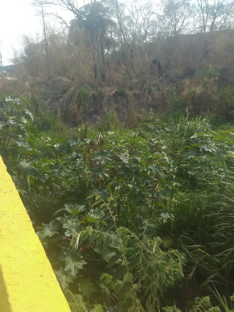 cclasmajaguas's tweet photo. ¡¡ALERTA!!
Al #19Mar
con acumulación de arena, vegetación y otros sedimentos se encuentra el puente amarillo.
Lamentablemente, es un desastre anunciado. La verdadera prevención no es limpiar después de la inundación sino antes. ¿Se repetirá la historia? Después de ojo sacao... https://t.co/Qnfv1C277M