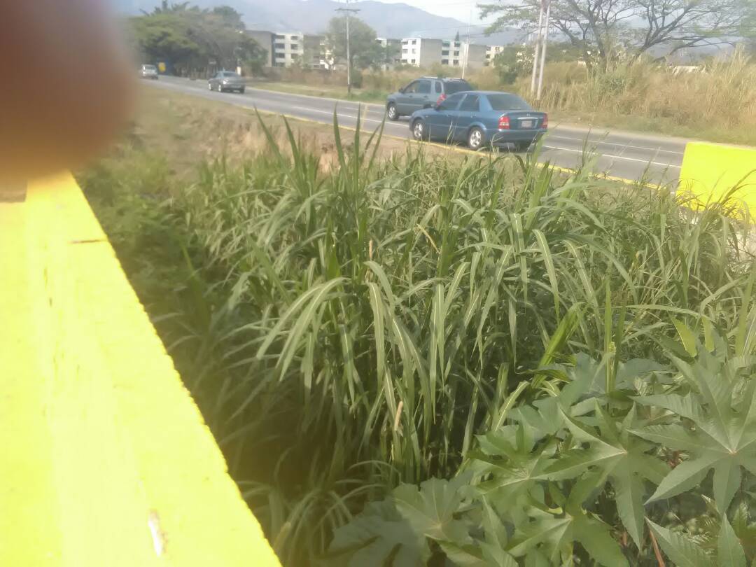 cclasmajaguas's tweet photo. ¡¡ALERTA!!
Al #19Mar
con acumulación de arena, vegetación y otros sedimentos se encuentra el puente amarillo.
Lamentablemente, es un desastre anunciado. La verdadera prevención no es limpiar después de la inundación sino antes. ¿Se repetirá la historia? Después de ojo sacao... https://t.co/Qnfv1C277M