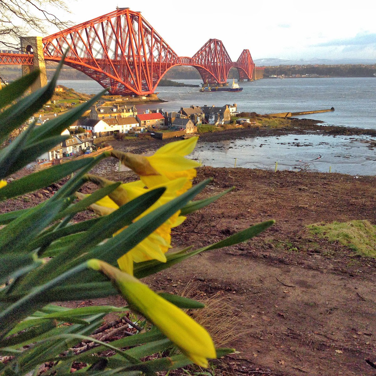 First day #SpringEquinox  and Northcliff's 1st daffodils are appearing. A great contrast against the red rail bridge @FRC_Queensferry @VisitScotland @VisitFife @LoveDunfermline @WhatsonFife @TheForthBridges @ForthBridges When we say we are close to the bridges, we mean it!