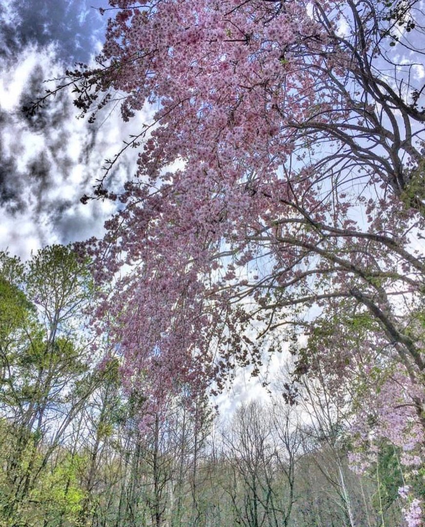 KentuckyTourism's tweet photo. Spring breathes new life into the world around us. ๐ท ๐ฑ
Fingers crossed for warmer weather & sunshine in #Kentucky soon! Think spring with us by checking out our Unbridled Spring page: https://t.co/Kt9rIuKwk8 #BetterInTheBluegrass #TravelKY #KYspring ๐ธ: @abprophoto https://t.co/TiKTVtVXpY
