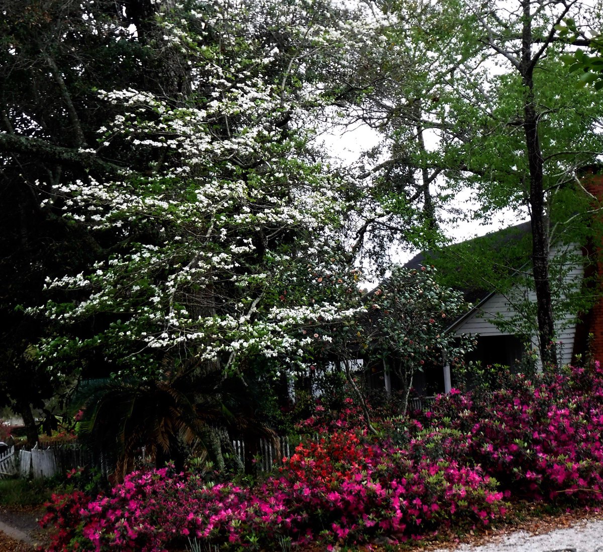 Fairhope_Times's tweet photo. Azaleas and dogwood trees blooming now ... . https://t.co/laOAUriKcx