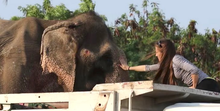 Brisée par 60 années d’esclavage, cette éléphante ne s’attendait pas à une telle surprise  bit.ly/2HQT8iX #Thailand