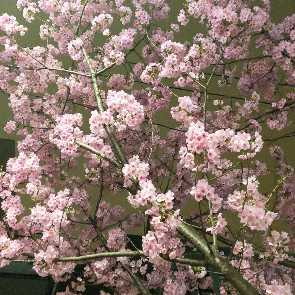 儚く、でも鮮やかに
春はもうすぐ

#桜 #cherryblossom 
#大寒桜 #たぶんね 
#springiscomingsoon 
#春はもうすぐだね #そだねー