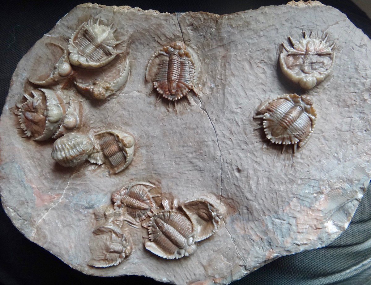AMNH's tweet photo. It’s #TrilobiteTuesday! Whether it’s a 500-million-year-old Hemirhodon amplipyge bearing a potentially fatal bite mark, or this mass assemblage of 450-million-year-old Basseiarges mellishae displaying possible molting behavior, each tells the story of a long-gone undersea world. https://t.co/8Lh9zm1Vy6