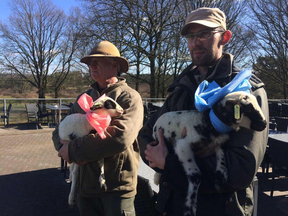Zondag is lammetjesdag in Schaapskooi Natuurmonumenten  Schrieversheide Brunssummerheide