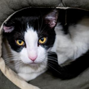 BBAWC's tweet image. Burton was the mayor of his housing projects, friend to man and beast, everyone knew and loved him - children, dogs, &amp;amp; cats. He was too sweet to be left outside - he deserves a real home with people who appreciate him! He's ready to join your family! BBAWC.org