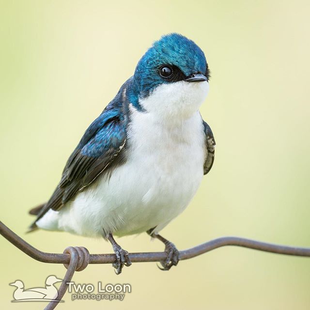 Tree Swallow (Tachycineta bicolor or TRES) at Denman Wildlife Area⠀
Medford, Oregon⠀
_____________________⠀
#TreeSwallow #Swallow #TachycinetaBicolor #TRES #DenmanWildlifeArea #Oregon #OregonBirding⠀
⠀
#planetbirds #your_best_birds #bestbirdshots… ift.tt/2FWx45X