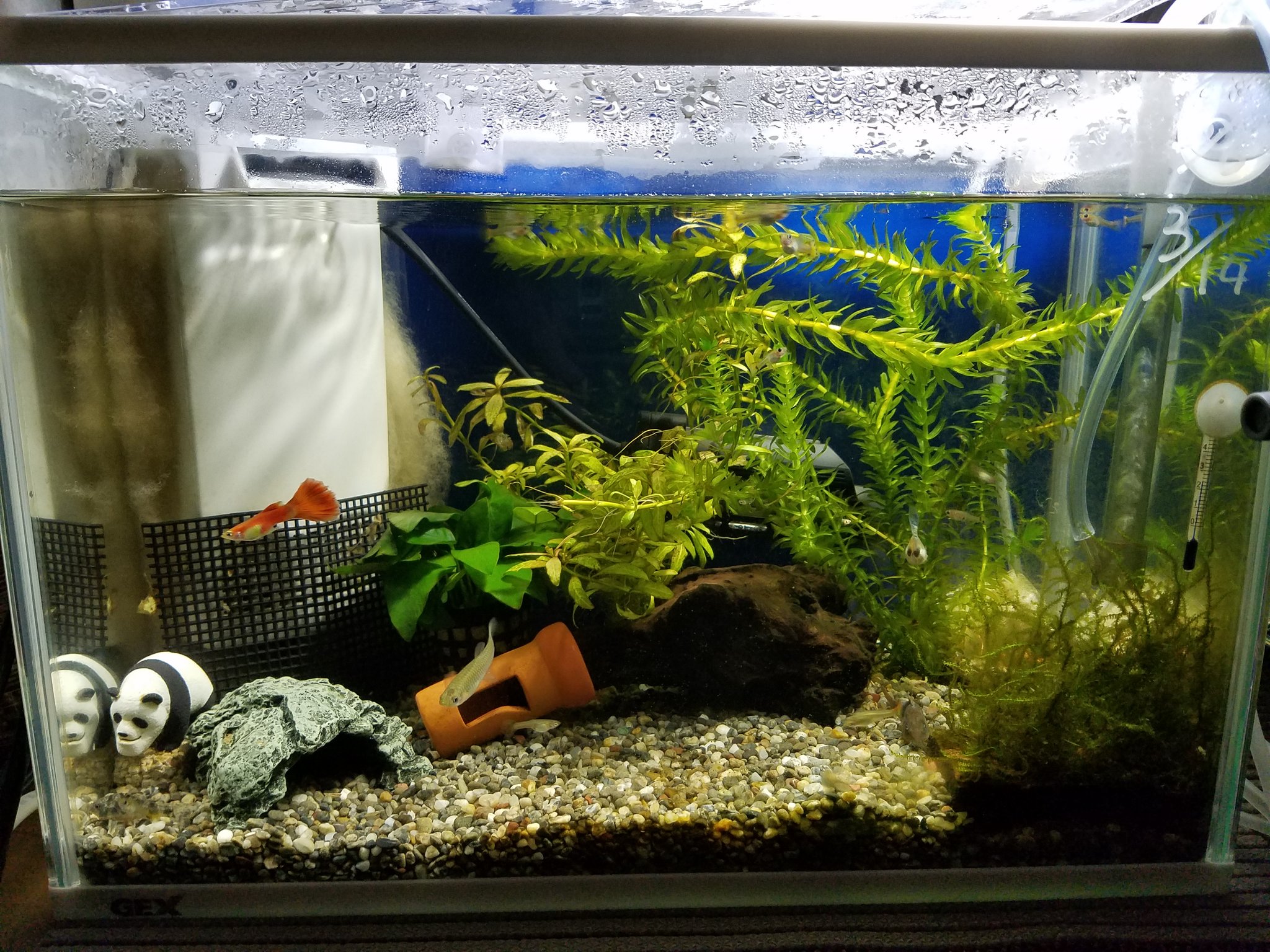 W グッピー水槽こんな感じになってます 色々とレイアウトも変えました 水槽も初期よりも大きなのにしました T Co 3fnky6fzgz Twitter