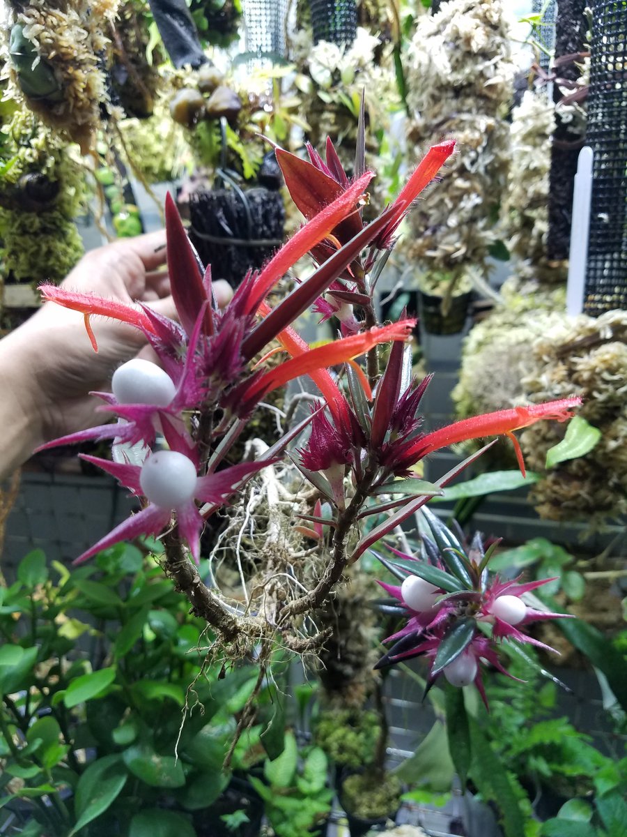 Columnea cf. crassifolia 【LA0316-03】 最高過ぎるので何度でも