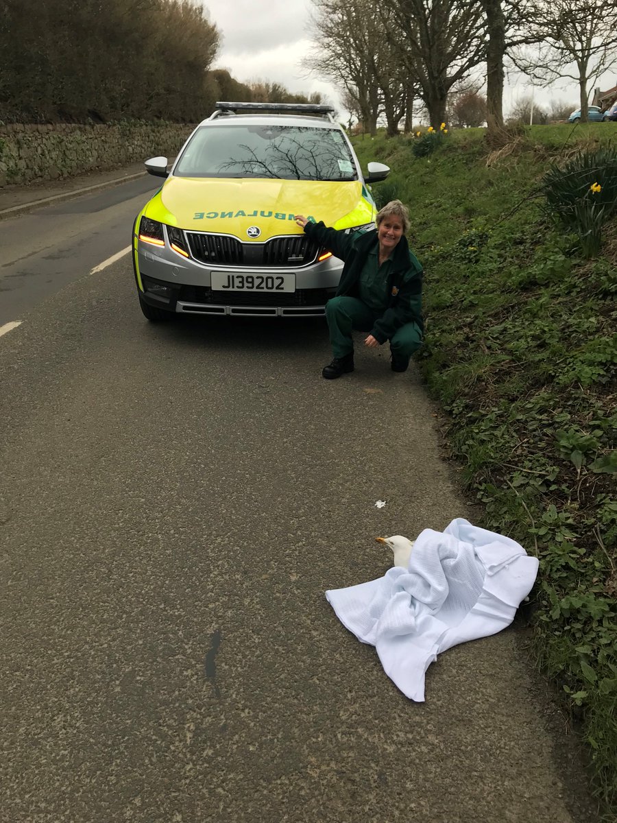 JsyAmbulance's tweet photo. It is not just people that our staff look after. Paramedic Nikki took care of Steven Seagul after he was found injured at the roadside. Thank you to @Jerseyspca for your help. https://t.co/ZJw4VNgrdy
