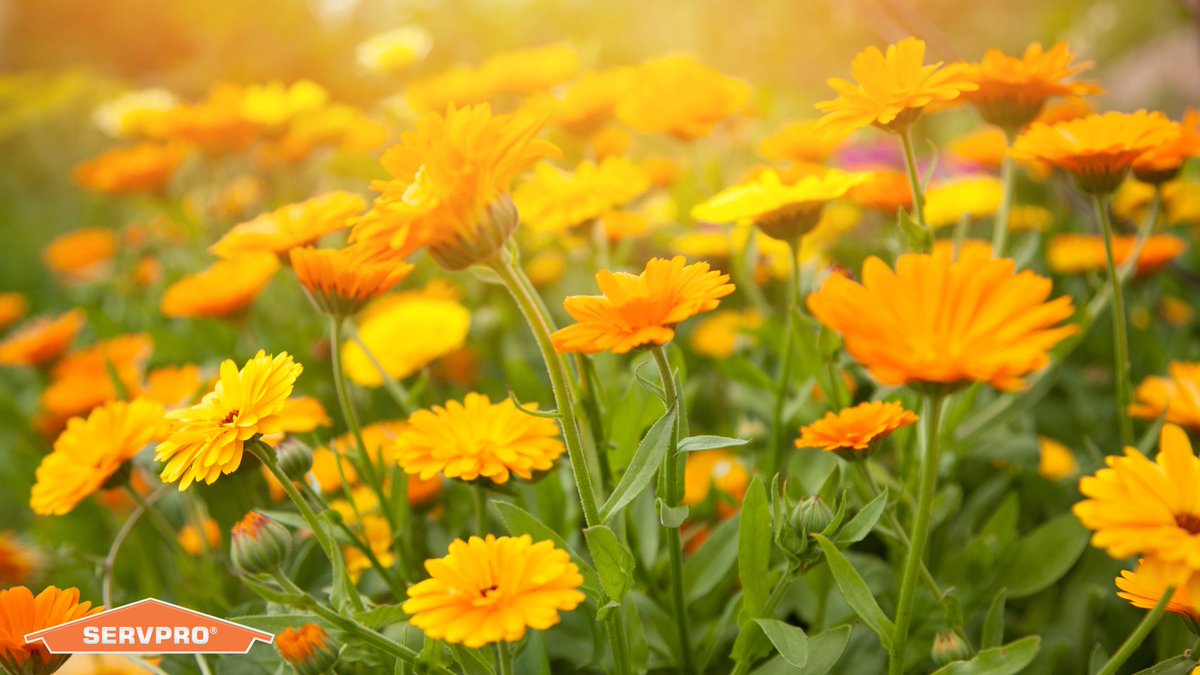 ServProOC's tweet image. We hope spring brings you more flowers and fewer showers, but if you experience water damage, you know who to call. SERVPRO® is #HereToHelp