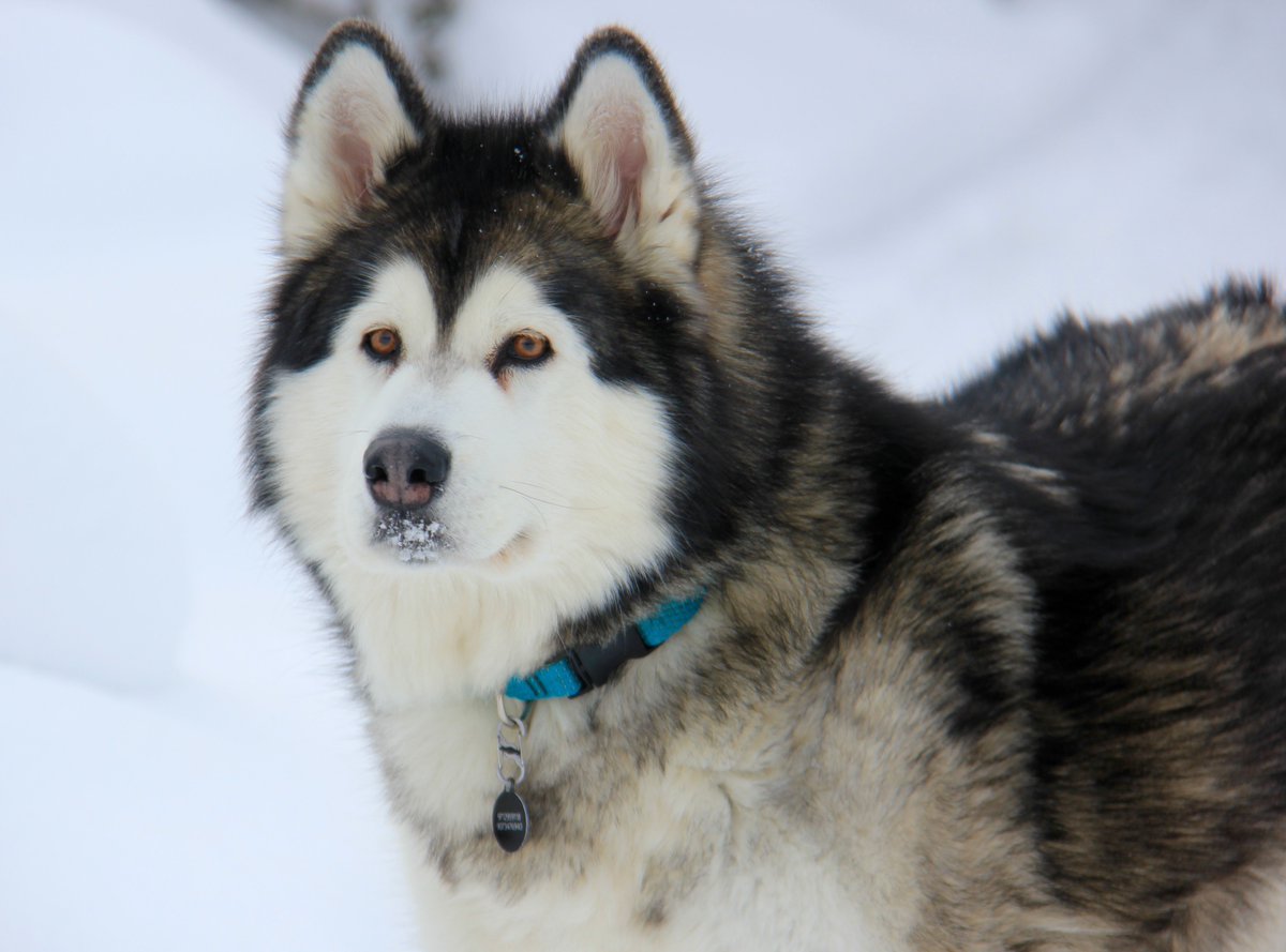 dannybent's tweet photo. Oh it's Dollar again! #Husky #AlaskaDog #DogLove #Alaska #DollarBillYall https://t.co/TB54zXx8cO