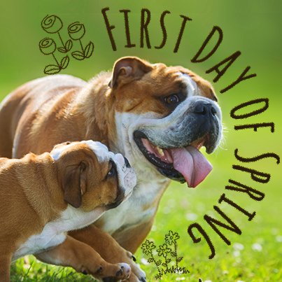 #Spring is in the air! Retweet if you're taking your pup for a walk today.
