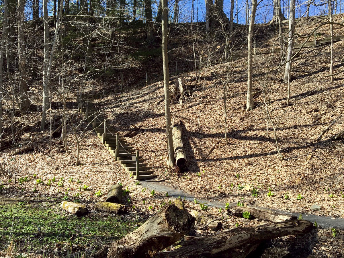 tonyaengst's tweet photo. This one is also a favorite. I run up these stairs three times each week, on my way to teach the P.E. class, Jogging Tours. The greenery in the front of the image is mostly skunk cabbages, a quirky and fun early spring plant in these parts. #CornellGivingDay https://t.co/Wa5rRB1QcG