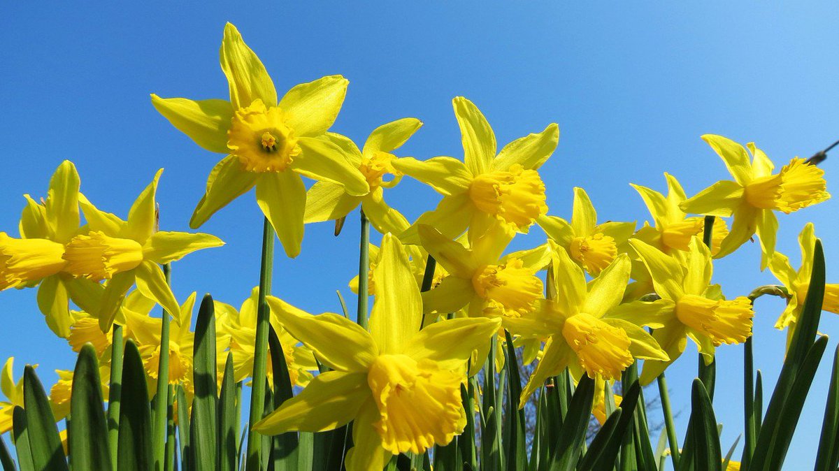 Heb je het ook al gemerkt? Het wordt weer langer licht, de vogeltjes fluiten 's ochtends weer, de bloemen komen boven de grond. Hier en daar huppelt al weer een lammetje rond. Ja, de lente komt weer om de hoek kijken!