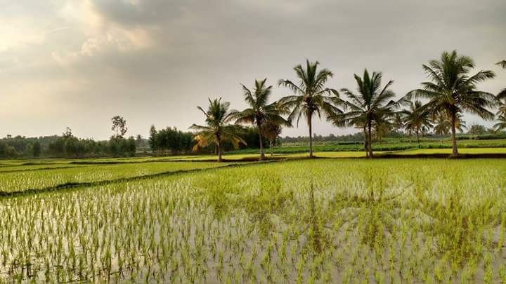 zenrainman's tweet photo. Nature, wastewater , soil , transformation ...#WorldWaterDay https://t.co/qzfcwfdNXf