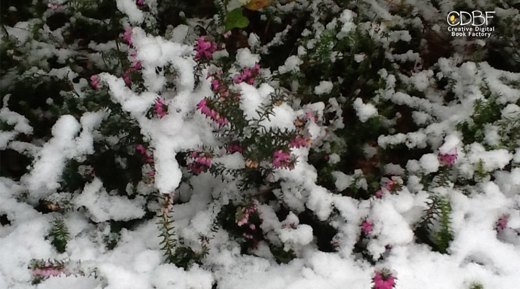 CDBF_eBooks's tweet photo. Si la vie n’est pas rose, elle est de quelle couleur ?

#journeeinternationaledubonheur

"Le printemps est arrivé…" Si vous en manquez, il y a plein de soleil dans nos créations https://t.co/02BDJPWvoS

#neige #citation #enfants #livres #numerique #ebooks #couleurs #photography https://t.co/fIoBvhHTsT