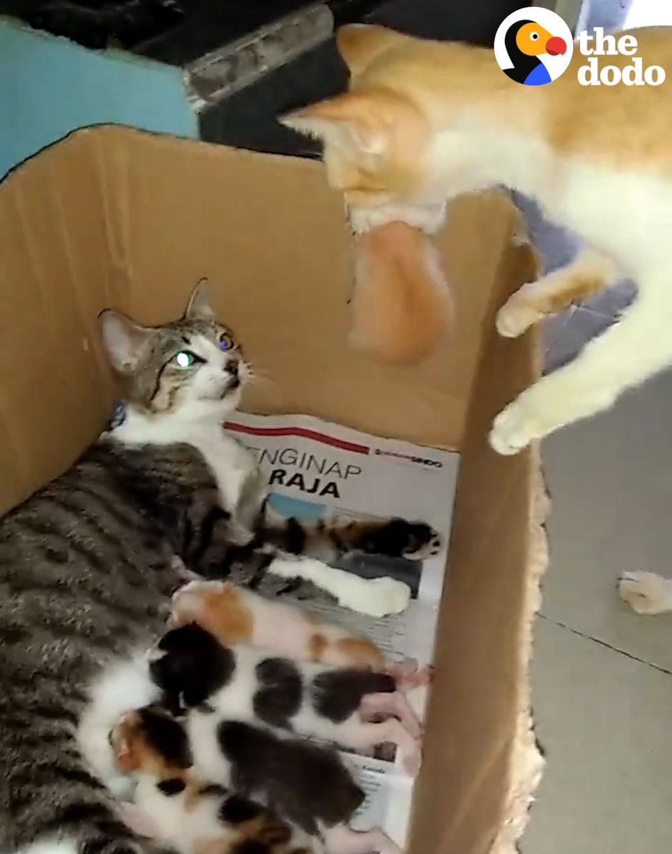 UberFacts on Twitter: 