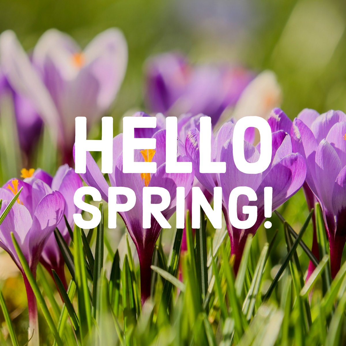 #HelloSpring 🌷