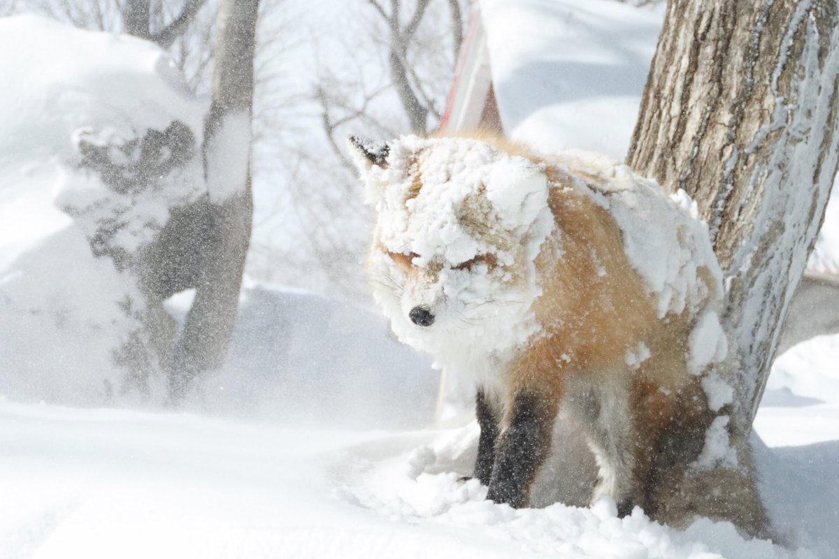 狐仙人乃弟子 トコノ オルタ 雪のキツネ村いいですよね キツネの雪の景色が綺麗ですw行くまでが大変ですけど 対冬のキツネ村用に 雪道強い車にしましたw それでもホワイトアウトするとおっかないですw