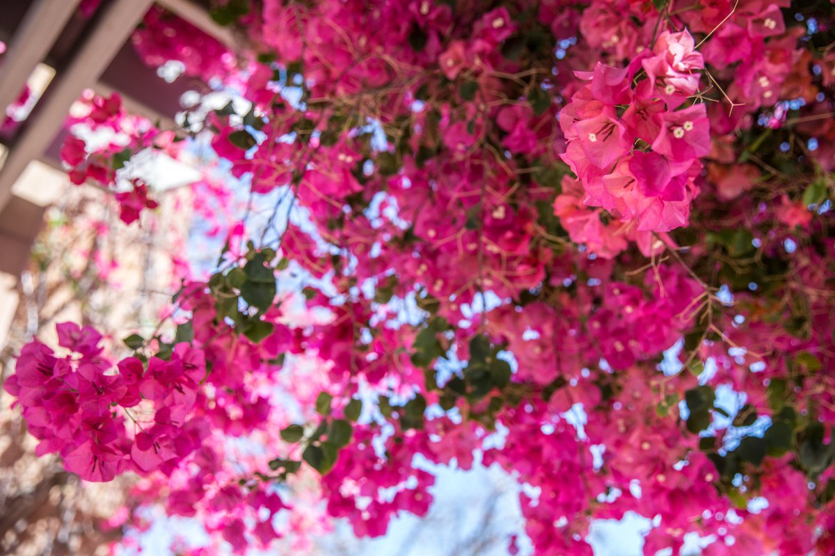 Arizona State University On Twitter Have You Stopped To Smell The Flowers Sun Devils Happy First Day Of Spring