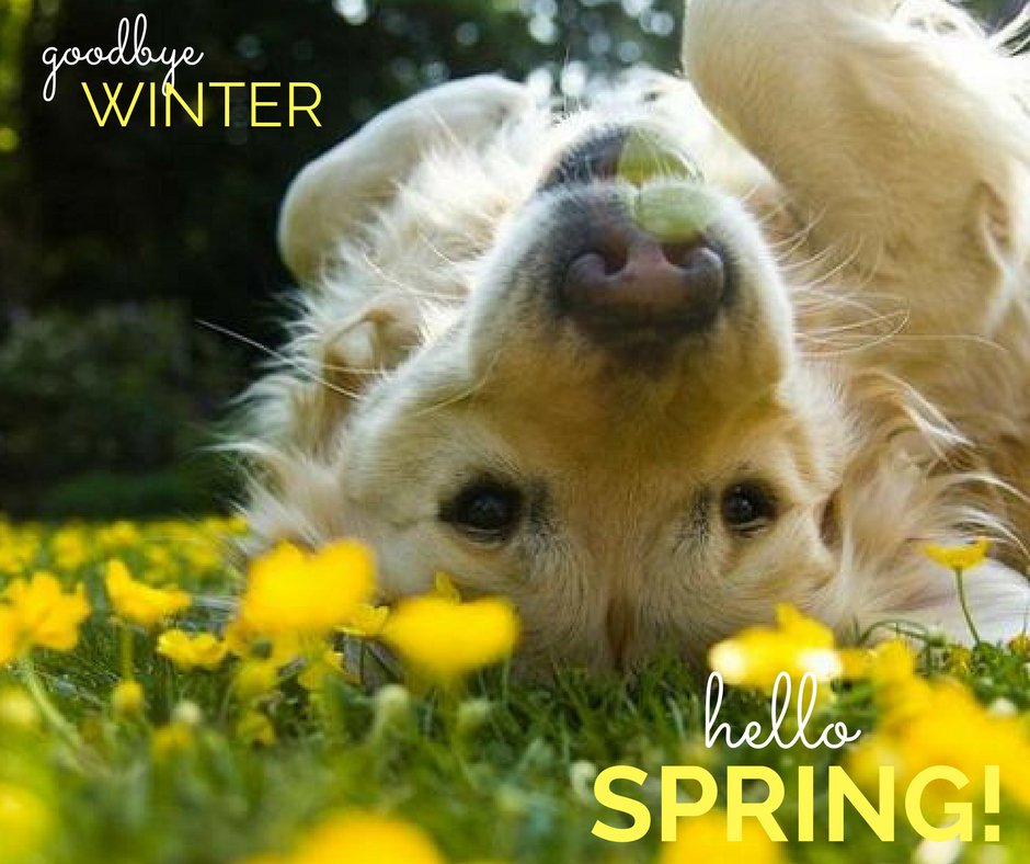 MetroVetChicago's tweet photo. Happy first day of Spring! #YeeHaw
https://t.co/i08ThiVWQc https://t.co/YSTi82TZAe
