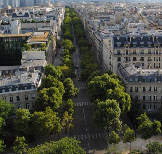 #VIDEO: Los árboles y los bosques urbanos hacen de nuestras ciudades lugares más verdes, saludables y felices porque refrescan el aire, filtran las partículas contaminantes del aire y ayudan a mitigar el cambio climático. #DiaInternacionalDeLosBosques bit.ly/2DFctRC