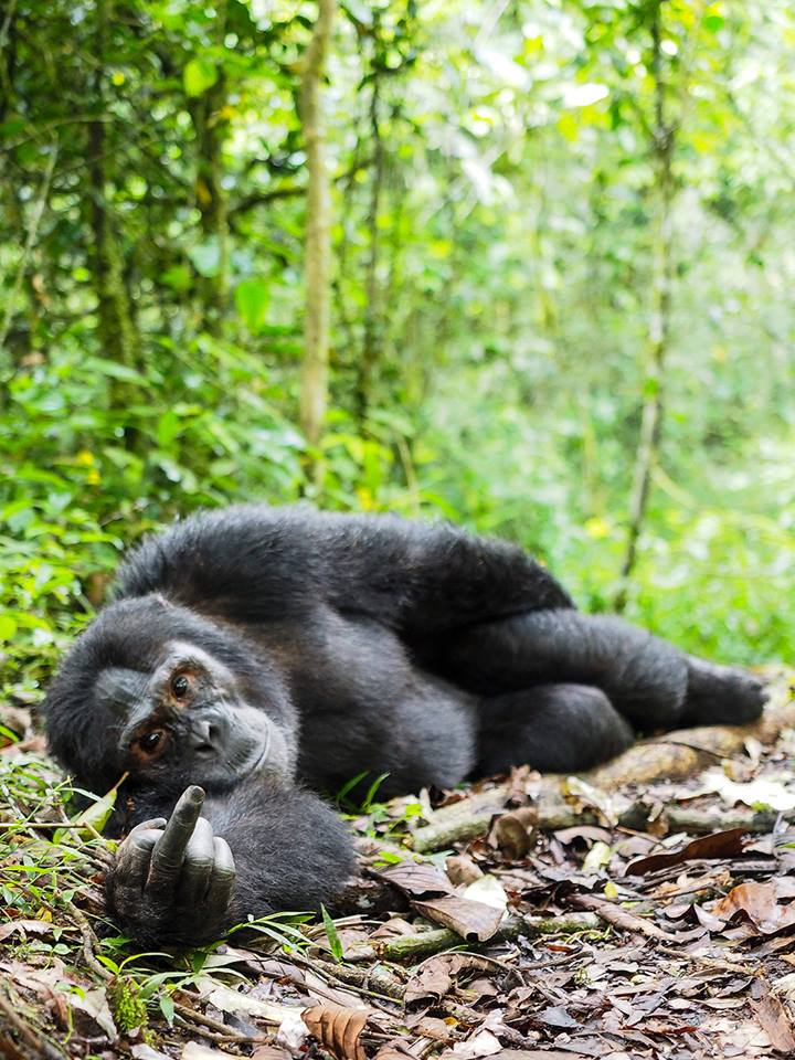 A wild chimpanzee in Kibale forest of Uganda . We need to know who is teaching chimps naughty signs!!! #Voices4Health #YPlusSummit #MTNPulse #EPAPER