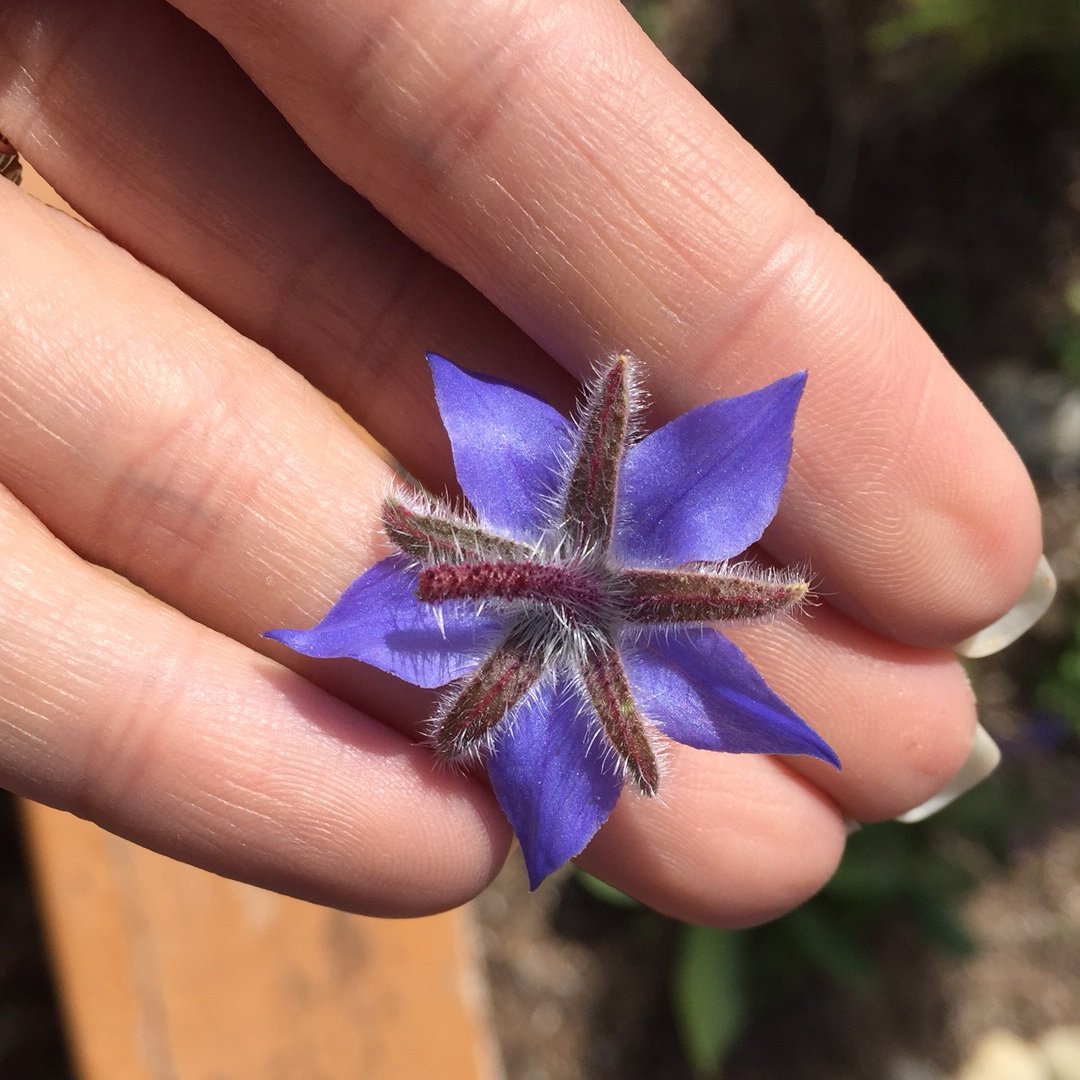 yourgreatpark's tweet image. Happy #FirstDayofSpring from the Farm + Food Lab!  ht.ly/uHja30j3jzn #ocgp