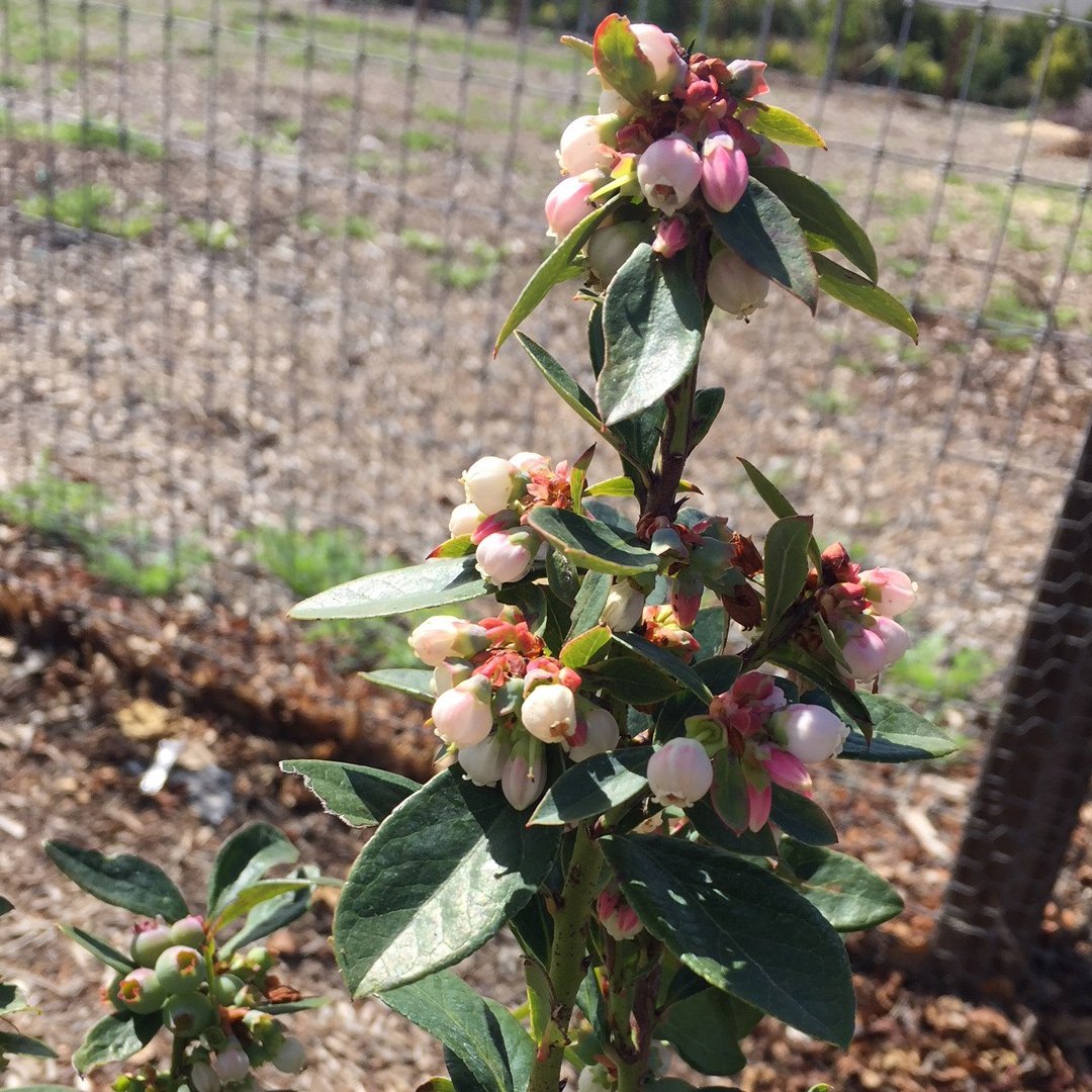 yourgreatpark's tweet image. Happy #FirstDayofSpring from the Farm + Food Lab!  ht.ly/uHja30j3jzn #ocgp