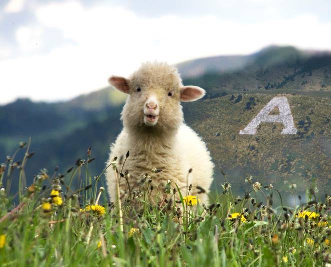 ColoradoStateU's tweet photo. Baaa baa, Winter 👋 

Hello, Spring 🌷 https://t.co/nP8ibsLXcq