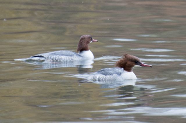 Am I right in thinking this is a Smew?? Just used the RSPB bird identification website and that was the closest match

bns_birds #birdwatching #thetweetsuites #birdfreaks #nuts_about_birds #birdlife_insta #igglobalwomenclub #feather_perfection #pocket_birds #udog_feathers #b…