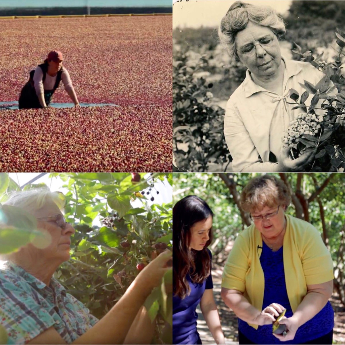 truefoodtv's tweet image. Happy #NationalAgDay! We're proud to bring you stories of the people and the places that grow and raise our food — including #WomenInAg! To celebrate, won't you consider donating to @WomensWorkDoc — a groundbreaking #documentary by our friends at @femalefarmers?