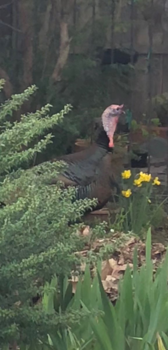 AMSYBE's tweet image. Hey Tom!! We have a visitor in town #ThisisChico #Sacvalley