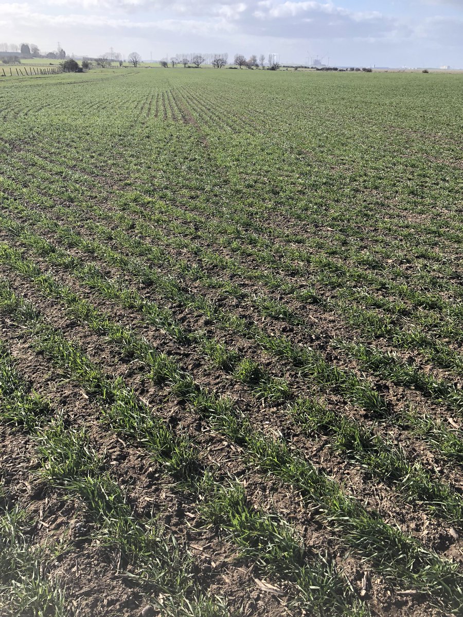 Markmscbg's tweet photo. #IFM 175 ewe lamb grazing days/ha wheat canopy management @LEAF_Farming #tillering management #nottootight https://t.co/k0ISahv9eK