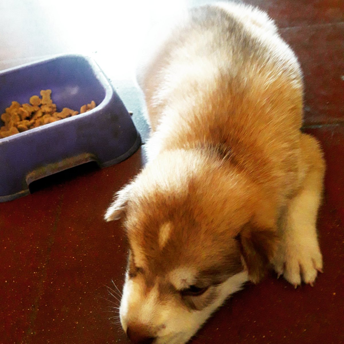 RomyHaydar's tweet photo. @LeoNoSoy_ @CONVERSAClONES Me compré un perro siguiendo tu consejo y ahora me siento superior  por tener un Husky. Aiiuda!!! https://t.co/V5ONCeTg6b