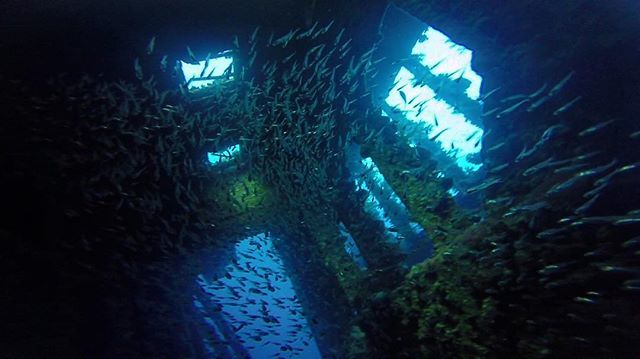 Palmesetpouce's tweet photo. A l’intérieur, des nuées de petites bestioles curieuses - Carnatic - Mer Rouge

#wreckdiving #wreckdive #redsea #carnatic #UnderwaterMagazine #undewaterphotography #undewaterphoto https://t.co/Loecbvz8Nw https://t.co/FQj12vtt11