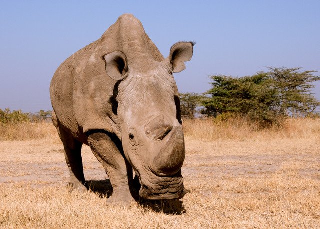 Notimex's tweet photo. #Lamentable | Murió el último rinoceronte🦏macho blanco del norte del mundo. >>https://t.co/GUq0Hvbk05 https://t.co/L3lACPh7Dx
