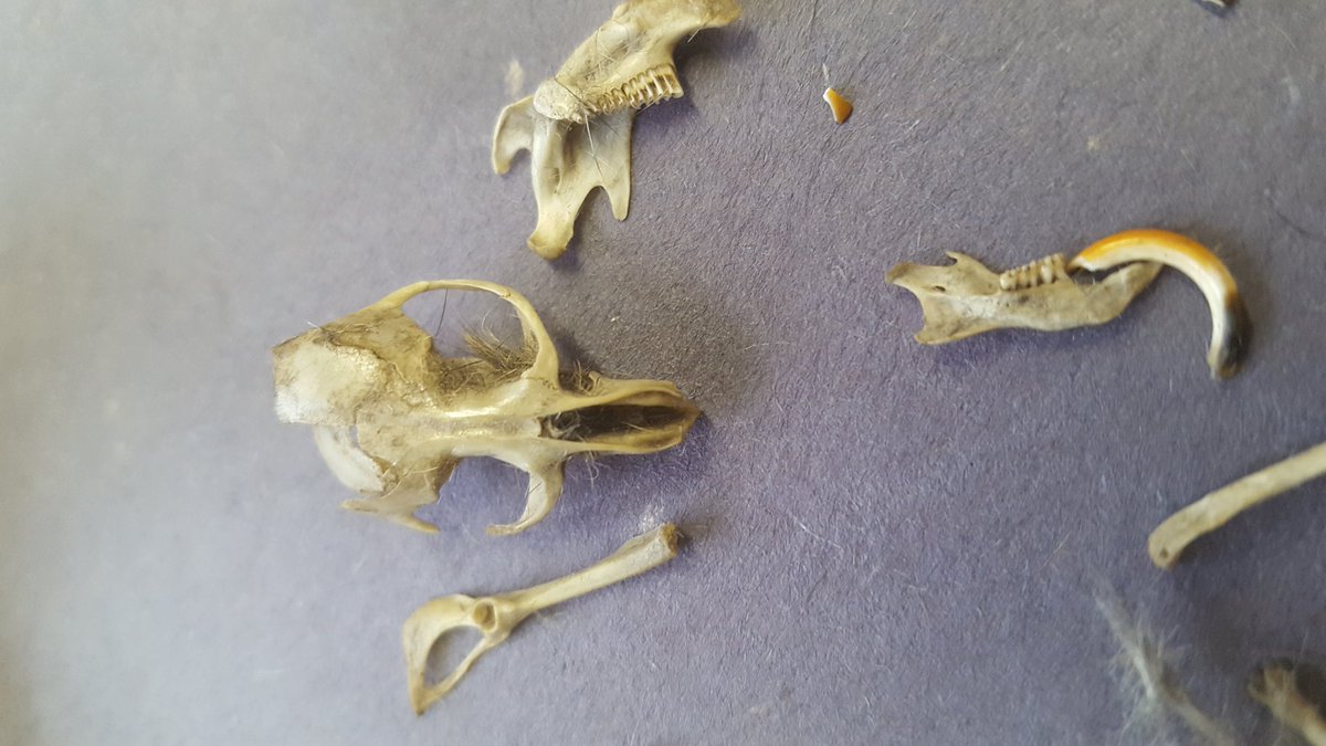 MrsFisher_Sci's tweet photo. Owl pellet dissection fun with #opsedu #opsbio ecosystems and adaptations https://t.co/BDXHykO0ER