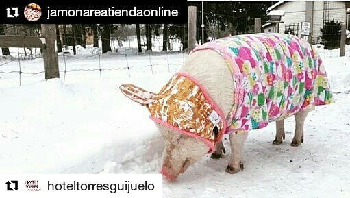 Hotel_Torres's tweet photo. ¡Que venga más nieve❄️❄️, que estamos preparados!
#cerdo #abrigo #followme #photooftheday #like4like #dehesa #sierra #cute #love #fashion #me #salamanca #instadaily #follow #smile #Guijuelo #salamanca #Espaňa #hoteles #hotel #hoteltorres #Torres #campo #frio https://t.co/Wj5LxJP5vh