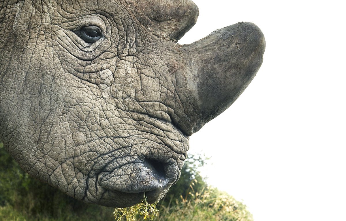 Tim Flach (@timflach) on Twitter photo I am saddened to hear of the loss of Sudan, the very last male Northern White Rhino. I had the privilege of photographing him in 2016 at the Ol Pejeta Conservancy in Kenya. #rhino #sudan <a href="/OlPejeta/">Ol Pejeta</a> <a href="/IUCNRedList/">IUCN Red List</a> #wildlifeconservation #endangered <a href="/KenyaWildTrust/">Kenya Wildlife Trust</a> I am saddened to hear of the loss of Sudan, the very last male Northern White Rhino. I had the privilege of photographing him in 2016 at the Ol Pejeta Conservancy in Kenya. #rhino #sudan <a href="/OlPejeta/">Ol Pejeta</a> <a href="/IUCNRedList/">IUCN Red List</a> #wildlifeconservation #endangered <a href="/KenyaWildTrust/">Kenya Wildlife Trust</a>