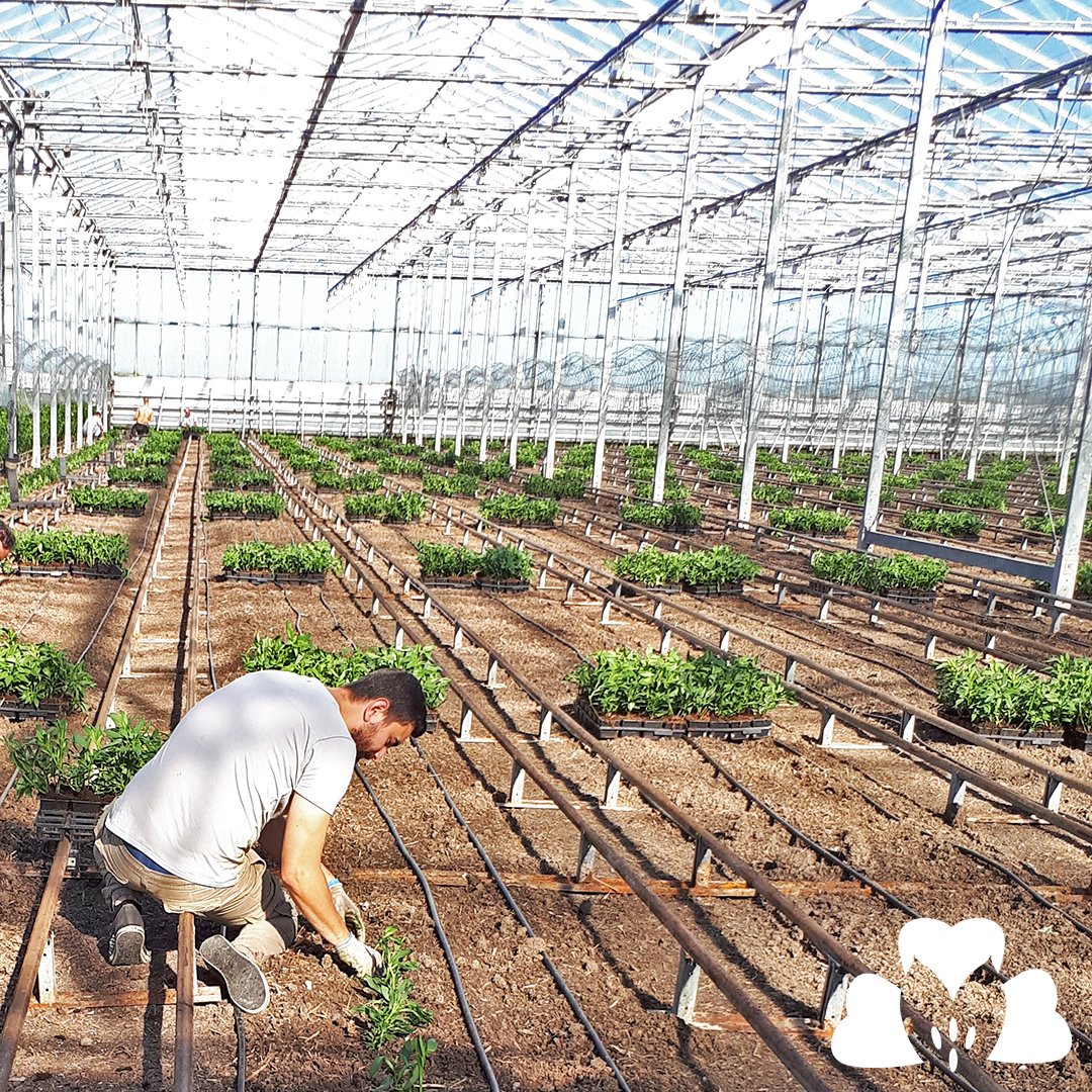 Together2Grow's tweet photo. Today was a lovely day to be planting our new Alstroemeria variety Estee from breeder @hilverdakooij.
We expect to be harvesting the first stems in week 20.
#Alstroemeria #Estee #hilverdakooij #together2grow https://t.co/Gc7CXI14cS