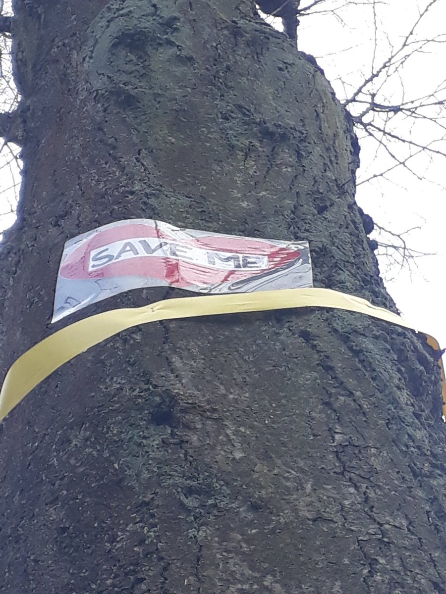 natalieben's tweet photo. Standing under a threatened tree on Rivelin Valley Rd displacing the kerb 5cm. Yet @SheffCouncil @Ameyplc determined to cut down. #SaveSheffTrees https://t.co/cMx3YinqJ5