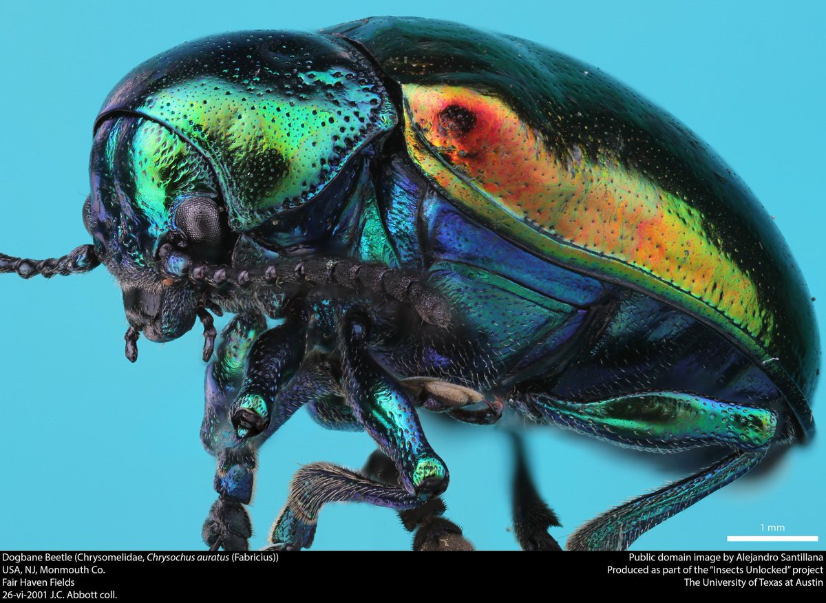 One of our most colorful North American beetles is the lovely-but-toxic Dogbane Leaf Beetle, Chrysochus auratus. New public domain image by @SantillanaAle!