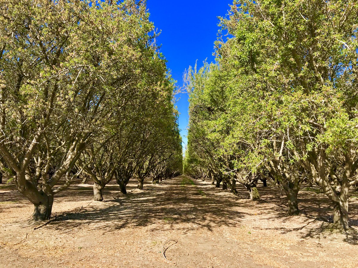 KingsAgComm's tweet image. HAPPY AG DAY!! 👨‍🌾🐄🌾🍓🍇🍯🐖🚜