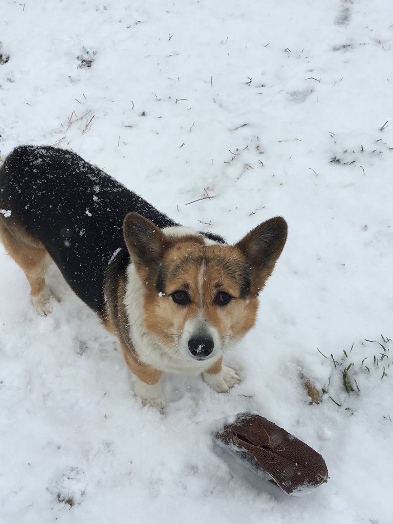 TurnsThree's tweet image. First day of spring in western Maryland #firstdayofspring