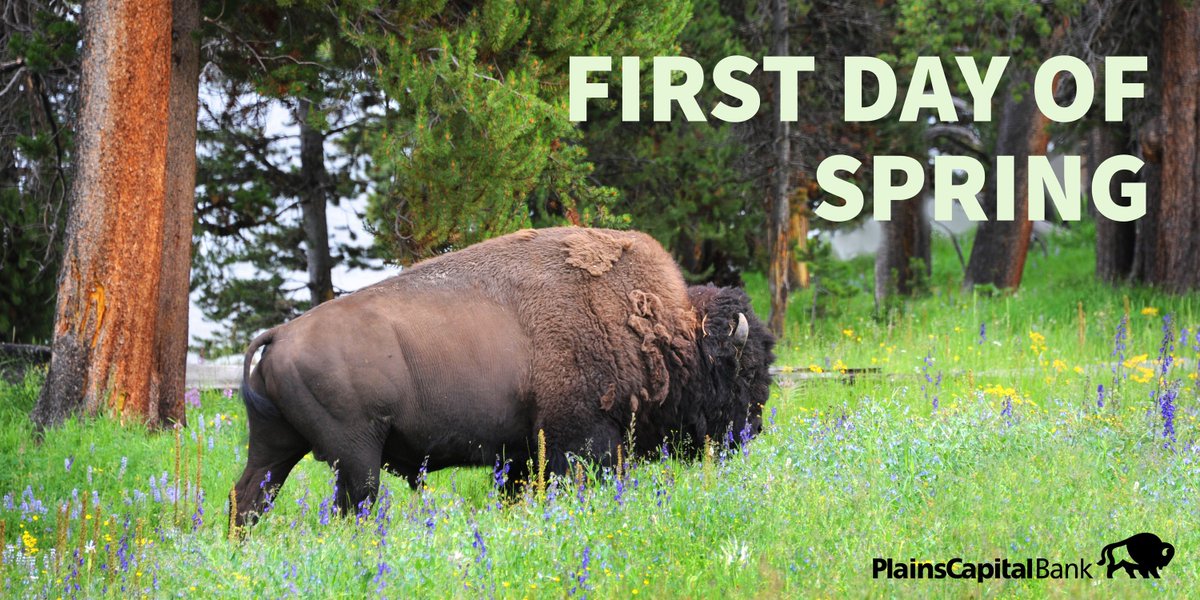 PlainsCapital's tweet photo. #MoTheBuffalo is enjoying this first day of #spring! Who’s ready for some warm Texas days? #FirstDayOfSpring https://t.co/EiBBuFyGcO