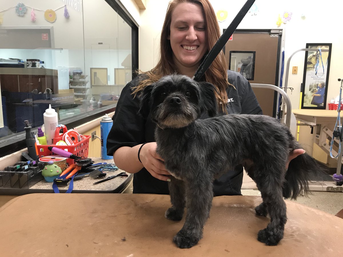 Oreo got an extreme makeover today by Becki! #Northeastgrooming #Extrememakeover #enj #0576