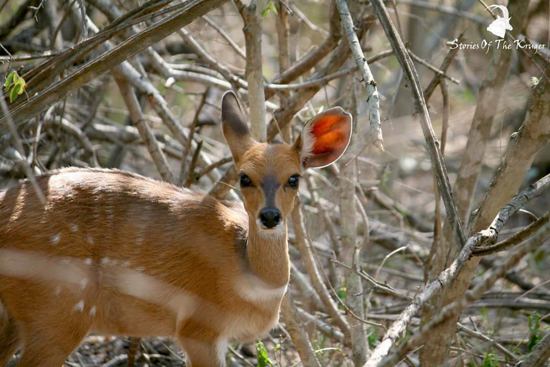 Bushbuckbabies Hashtag On Twitter