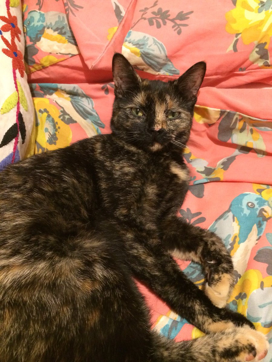 Jennyphilllips's tweet photo. *Missing Grangetown Cat* Please can you check your gardens and streets for this cat. Tortoiseshell, small cat named Juno. Please RT https://t.co/LGQVNCV8fm